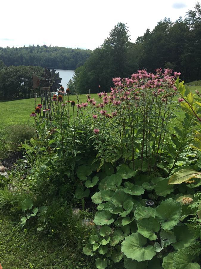 Hummingbird Hill Bed and Breakfast Stoddard Exterior foto